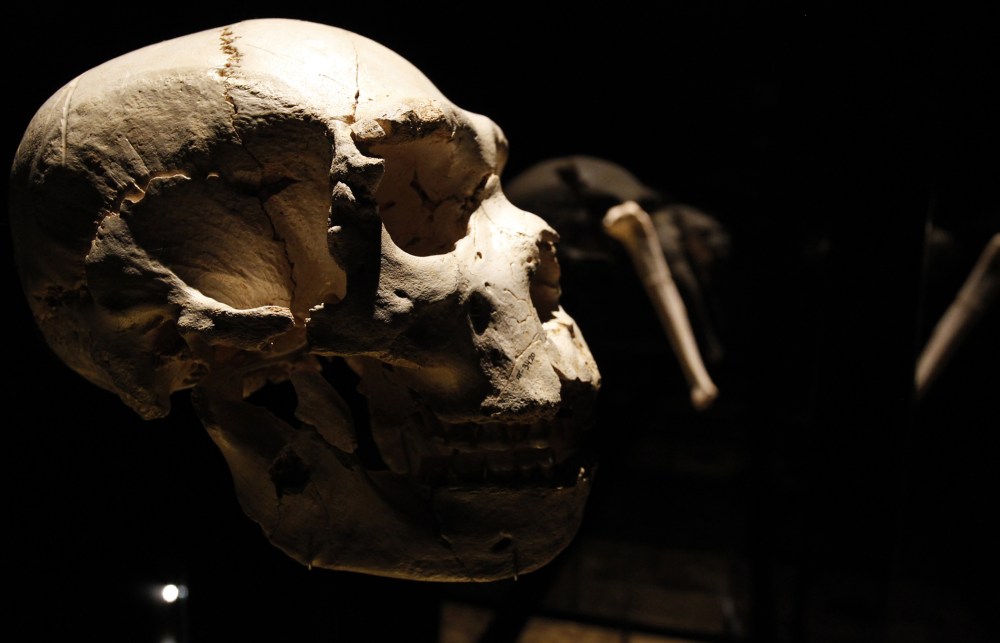 View of a skull of an adult Homo heidelbergensis on display at the Museum of Human Evolution, July 13, 2010 in Burgos, Spain.