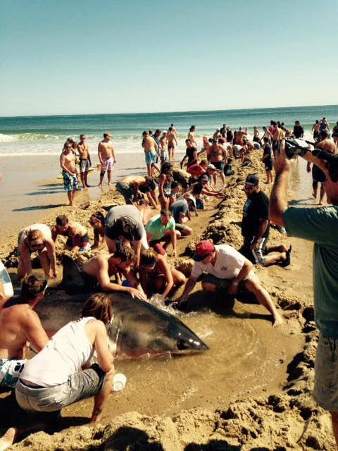 A stranded Great White shark on Whitecrest Beach in Mass. on Sept. 6, 2015. (Photo by Wellfleet, Massachusetts Police Department)