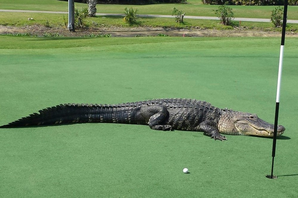 An American alligator estimated to be 12-13 feet long lies on the putting green of Myakka Pines Golf Club in Englewood, Florida in this handout photo courtesy of Bill Susie.