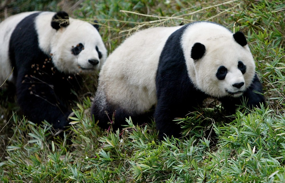 Mei Xiang, right, and Tian Tian at the National Zoo in Washington
