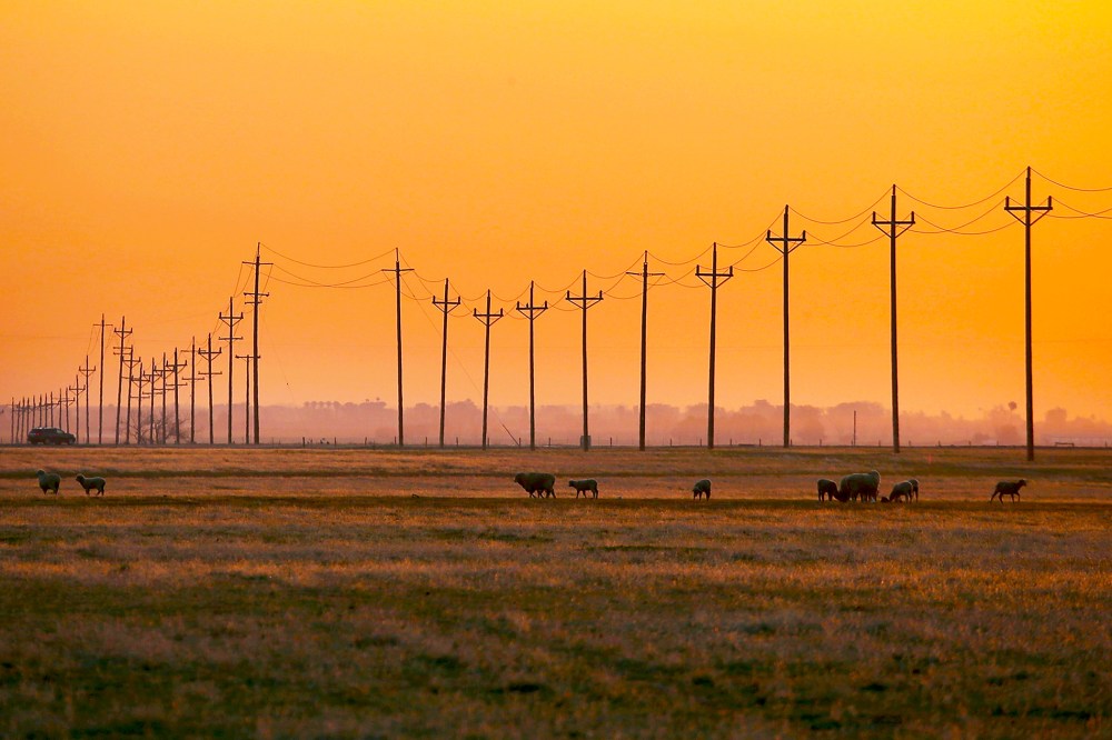 Sheep graze on dry grass on February 25, 2014 in Los Banos, California.