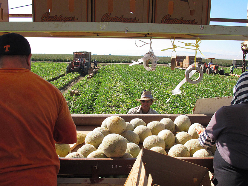 Workers harvest and package cantaloupes near Firebaugh, California, Oct. 12, 2011. (Photo by Gosia Wozniacka/AP)