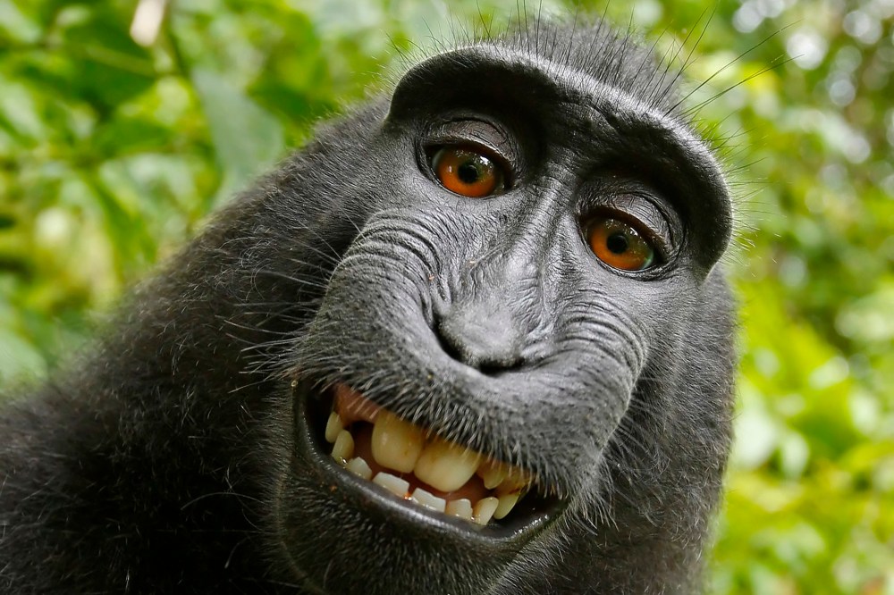 A macaque monkey takes a selfie on the Indonesian island of Sulawesi with a camera owned by British nature photographer David Slater. (Photo by Naruto the Macaque/David Slater/PETA/AP)