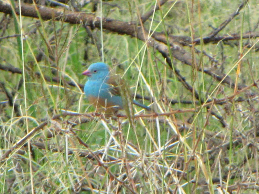 Blue-capped Cordon-bleu (Uraeginthus cyanocephalus) taken in Ngorongoro Park, Tanzania
