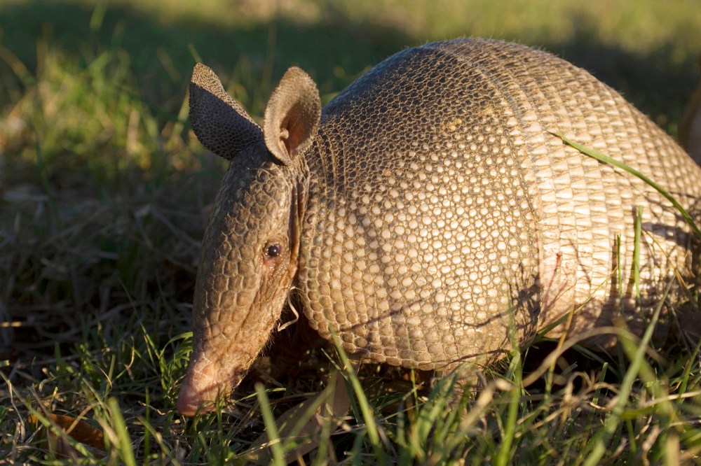 A nine-banded armadillo in evening sunshine. (Photo by Wolfgang Kaehler/LightRocket/Getty)