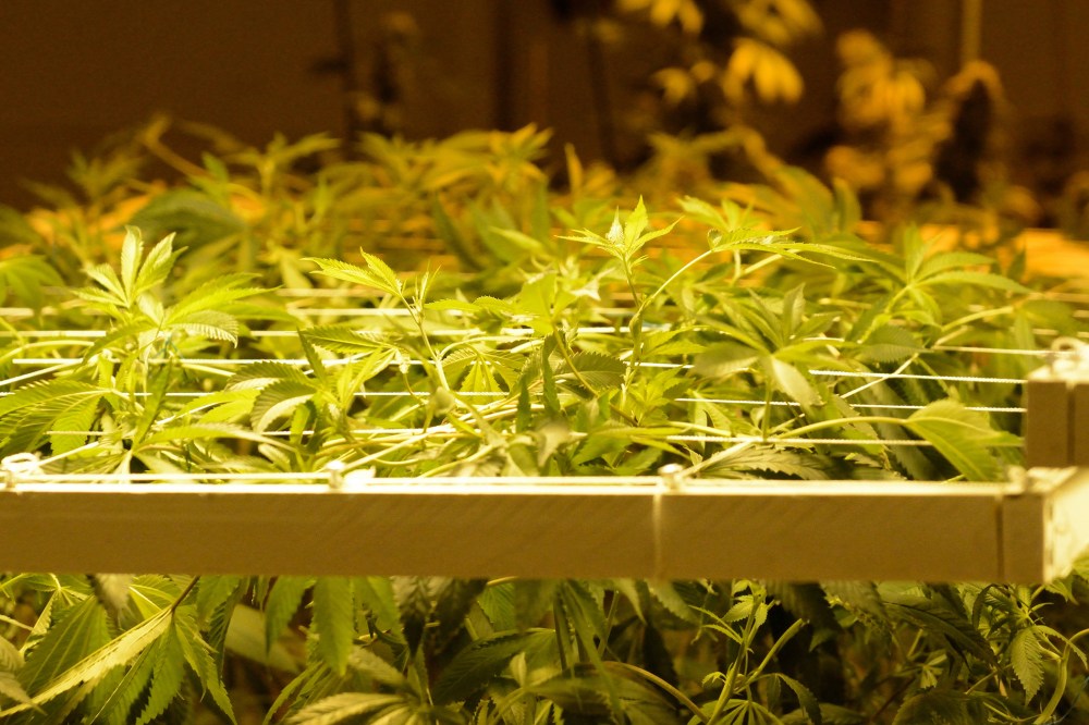 Marijuana plants are seen under multi-colored grow lights in the growing rooms at the Denver Discreet Dispensary in Denver, Colo., Jan. 1, 2014. (Photo by Bob Pearson/EPA)
