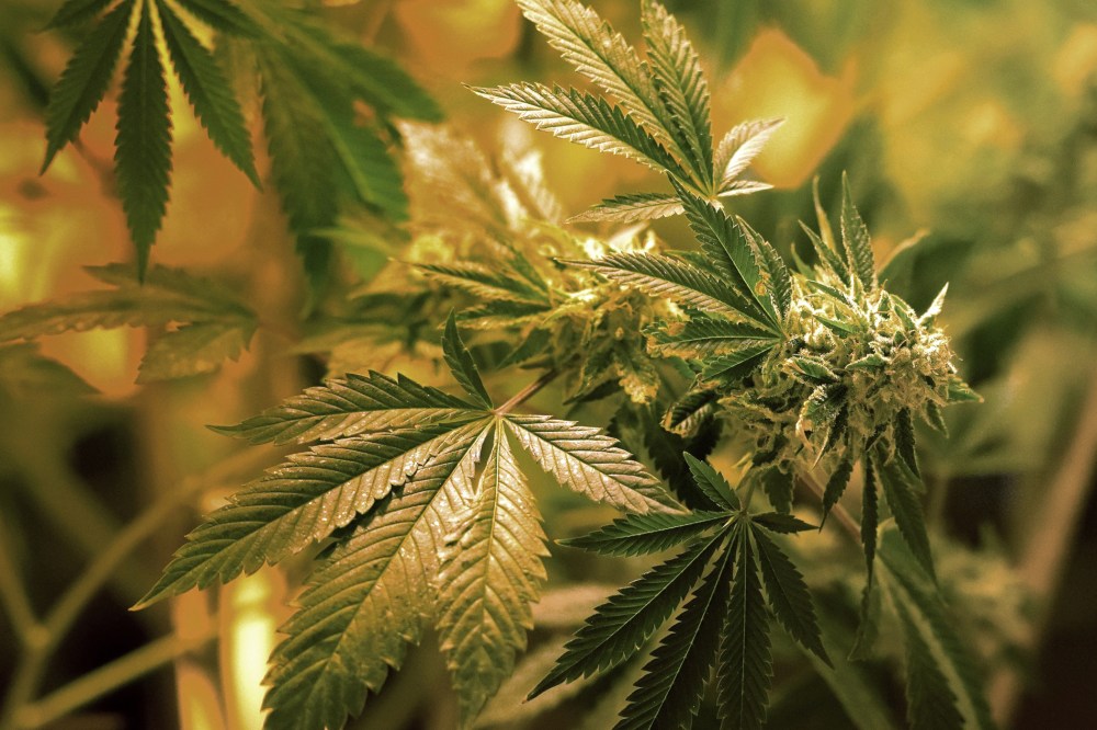 Recreational Marijuana Sales Begin in Colorado