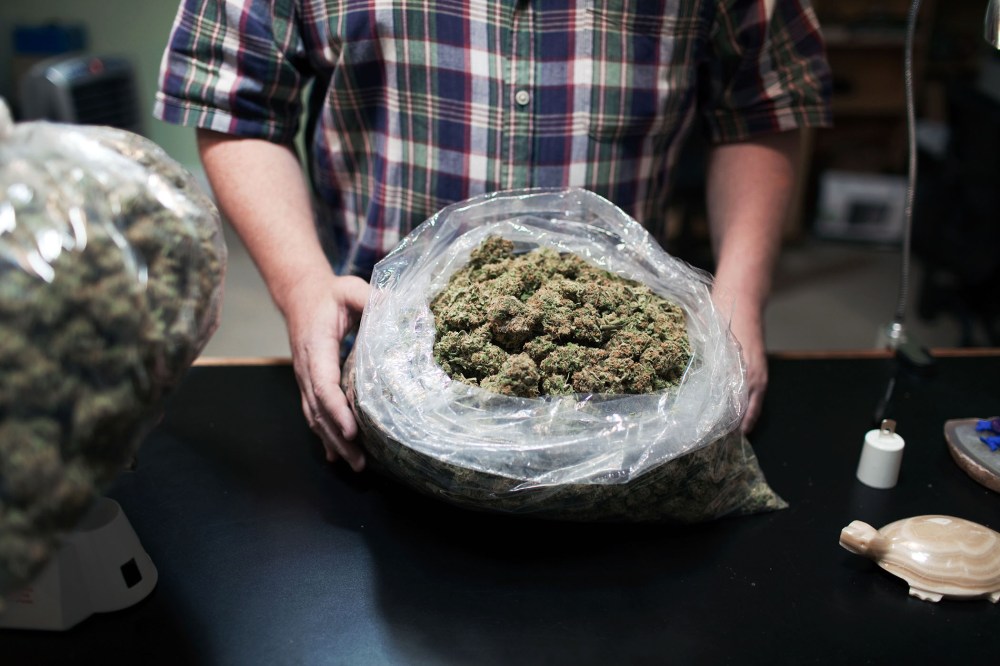 Marijuana buds are seen at Harborside Health center in California.