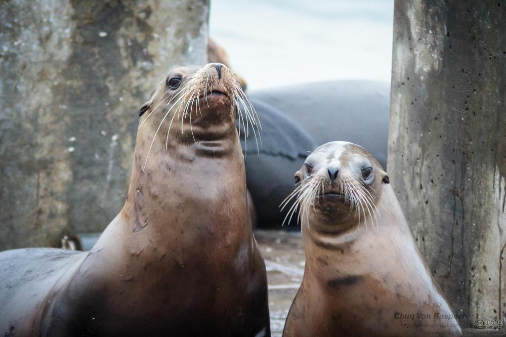 Update: Obama could create 'Yosemites of the Sea'