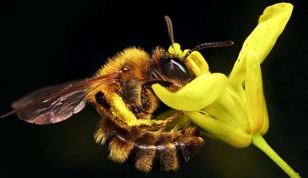 Flowers side with state Democrats