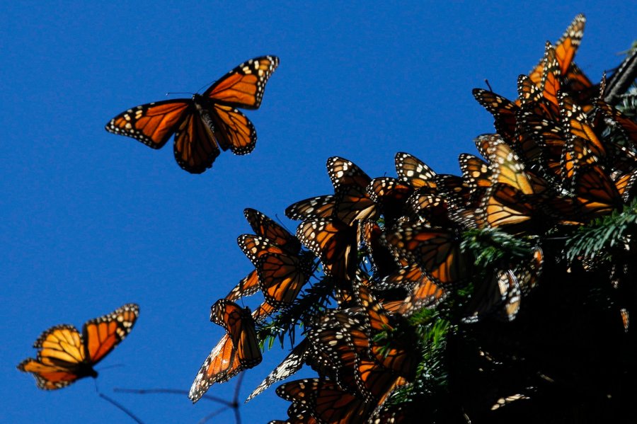 Monarch butterflies fly at the El Rosario butterfly sanctuary in Michoacan