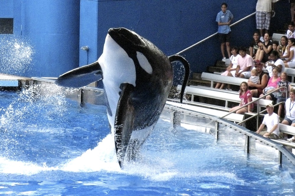 Tilikum, an orca whale at SeaWorld amusement park, performs in Orlando on Sept. 3, 2009/