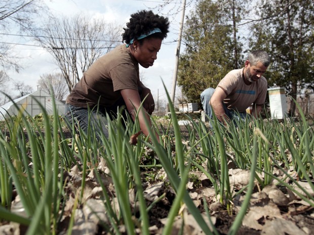 Husband and wife urban farmers Olivia Hubert (L) and Greg Willerer, owners of Brother Nature Produce, pull weeds from a scallion patch on their one-acre urban farm in Detroit, Michigan, March 18, 2012.