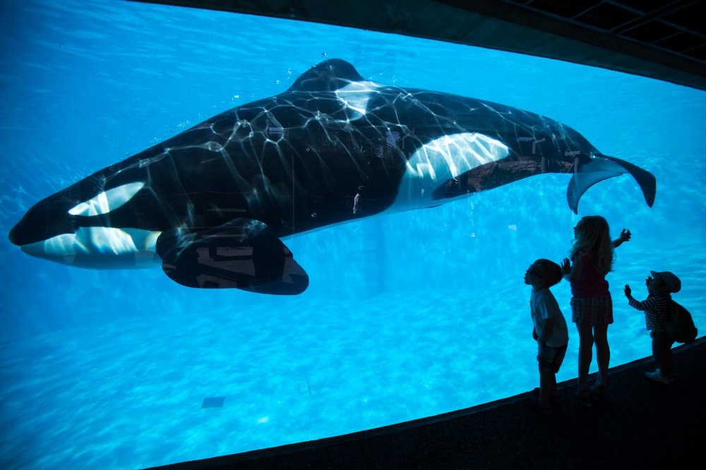 Young children get a close-up view of an Orca killer whale during a visit to the animal theme park SeaWorld in San Diego, Calif., March 19, 2014. (Photo by Mike Blake/Reuters)