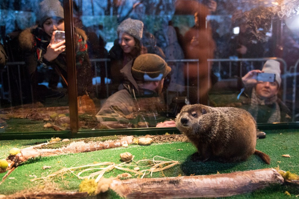 Groundhog Staten Island Chuck is seen in his viewing unit, a box with clear plastic sides and fake turf, during a Groundhog Day weather prediction event at the Staten Island Zoo in N.Y. on Feb. 2, 2015. (Photo by Stephanie Keith/Reuters)