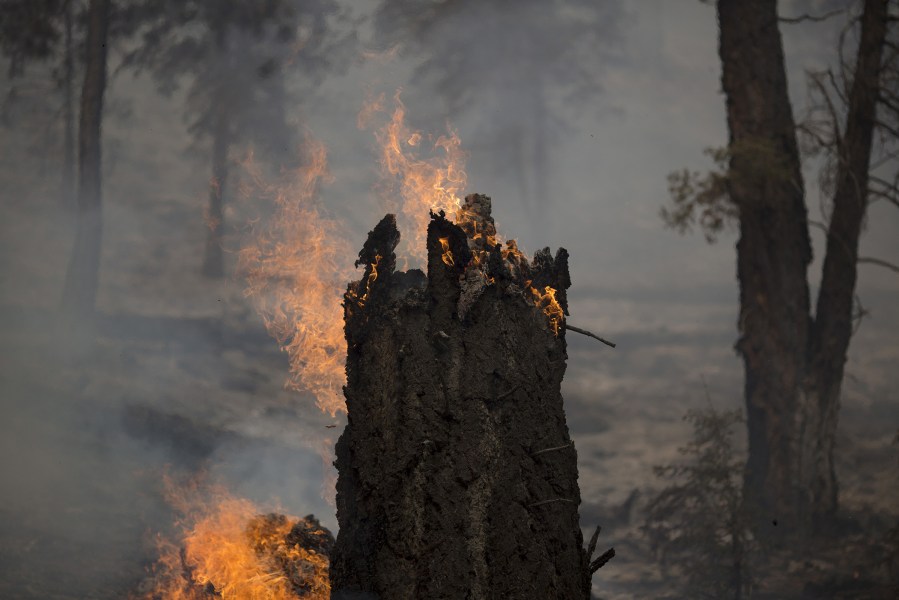 A tree burns at the Lake Fire in the San Bernardino National Forest, Calif., June 20, 2015. (Photo by David McNew/Reuters)