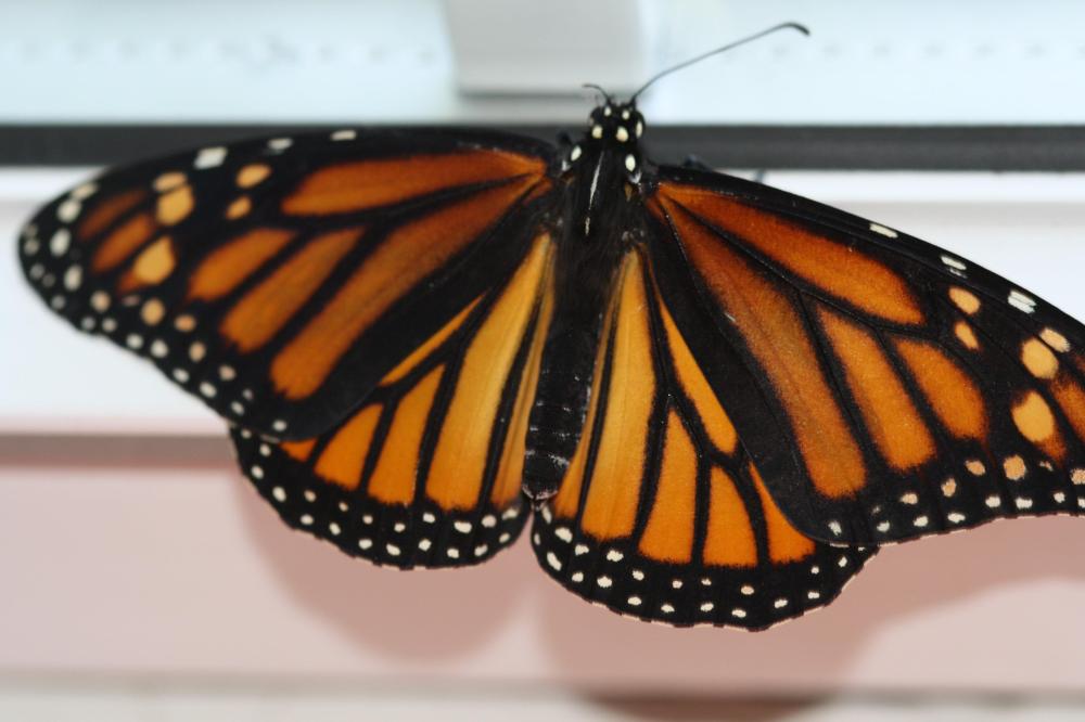 The Butterfly Project: part trois