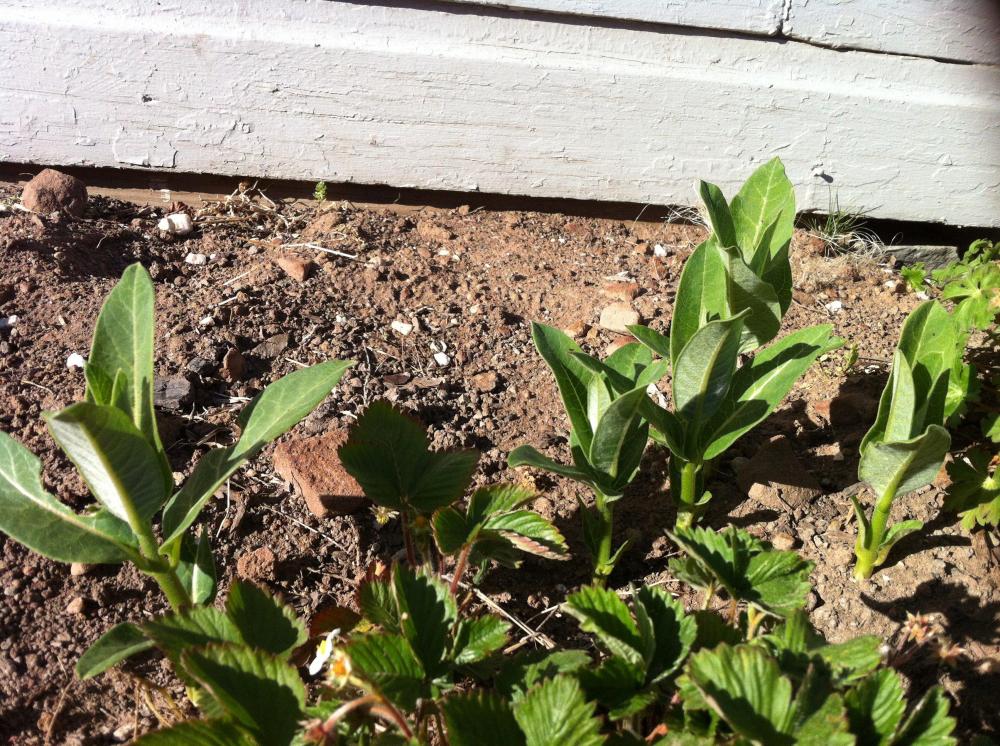 Strawberries and milkweed.