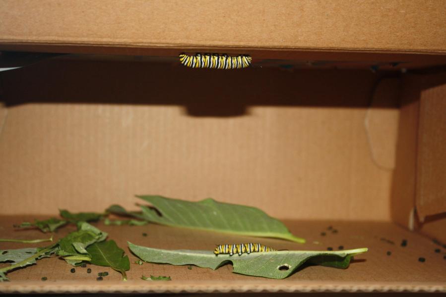 Chaos above, Buttercup below.