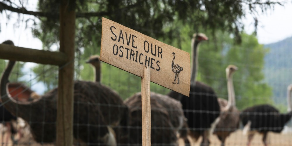 A sign calling for the protection of ostriches at the Universal Ostrich Farms.