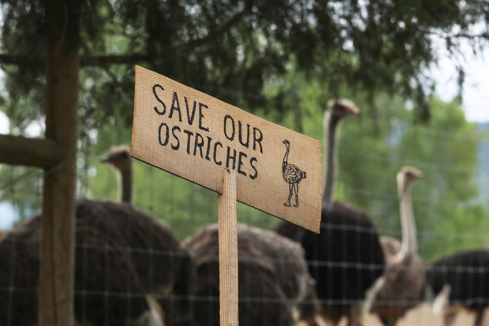 A sign calling for the protection of ostriches at the Universal Ostrich Farms.