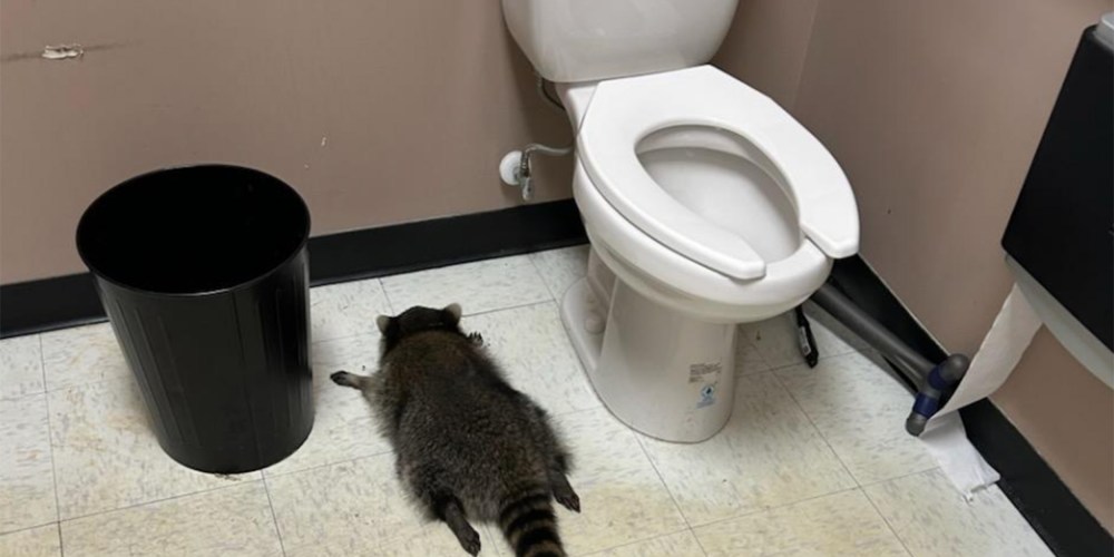 A drunk raccoon flat on its stomach between a toilet and a trash can.