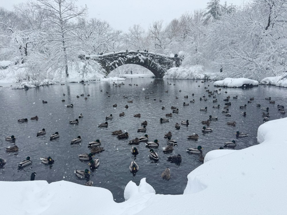 Ducks in a pond in Central Park during a winter storm in New York