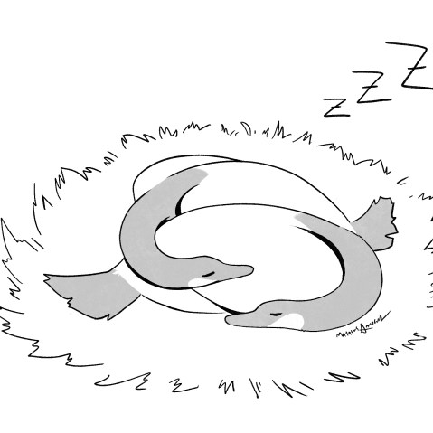 An illustration of two geese, entwined, in a nest with the letters “Zzzz” towards the right of the nest.