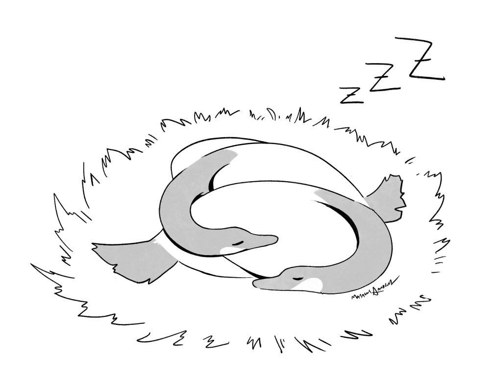 An illustration of two geese, entwined, in a nest with the letters “Zzzz” towards the right of the nest.